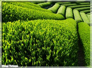 Đồi trà